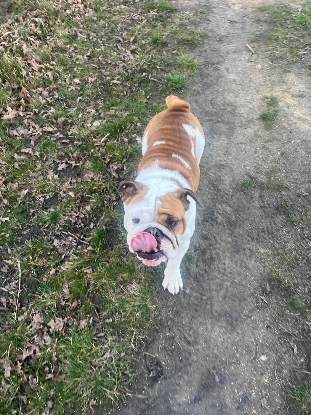 Scarlett Bulls Du Griffon