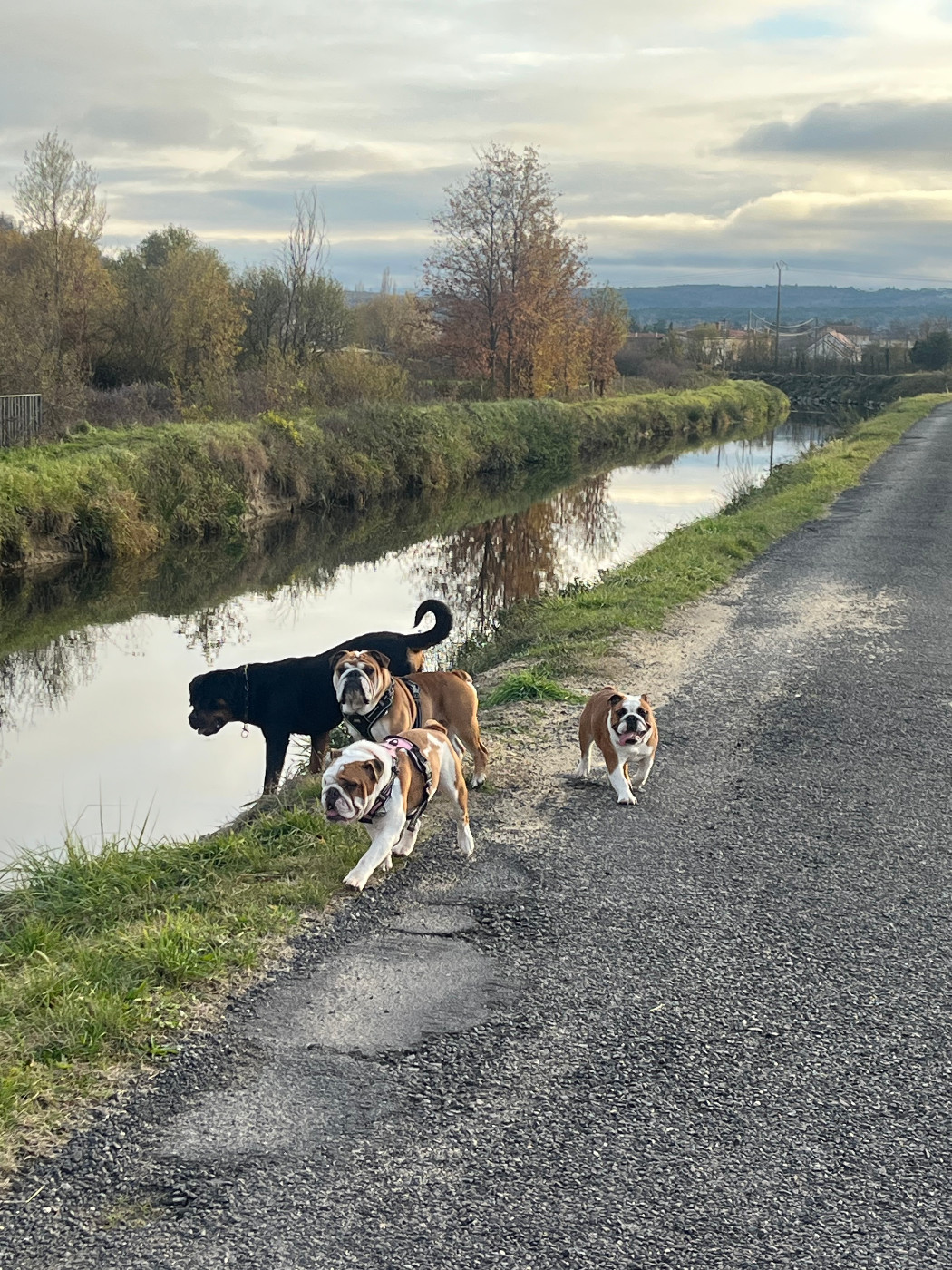 La vie de nos bouloches en images