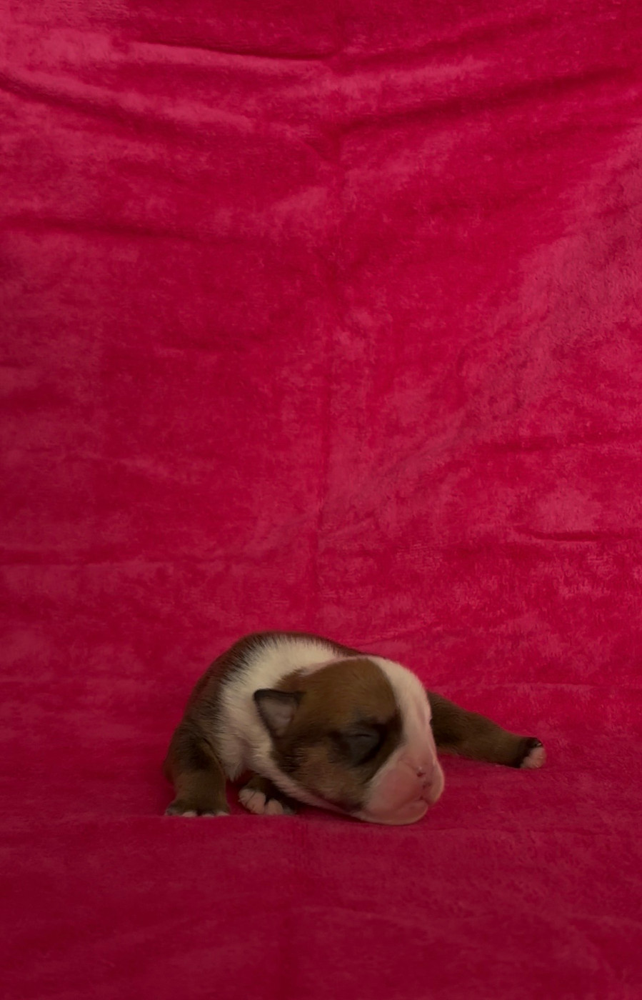 Des Praz D'Orépac - Chiots disponibles - Bulldog Anglais