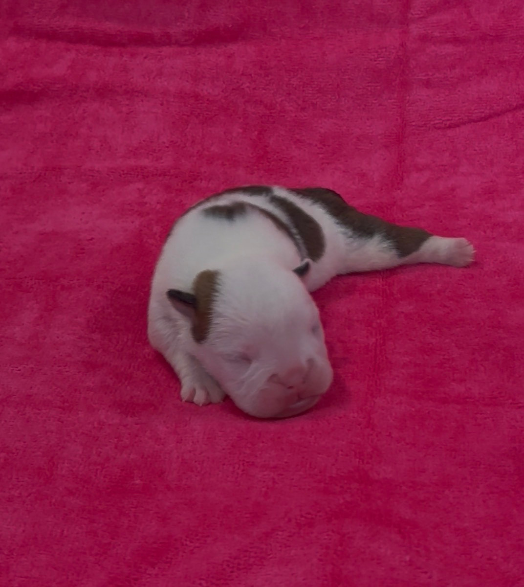 Des Praz D'Orépac - Chiots disponibles - Bulldog Anglais