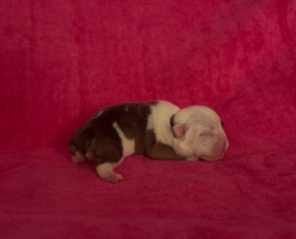 Des Praz D'Orépac - Chiots disponibles - Bulldog Anglais