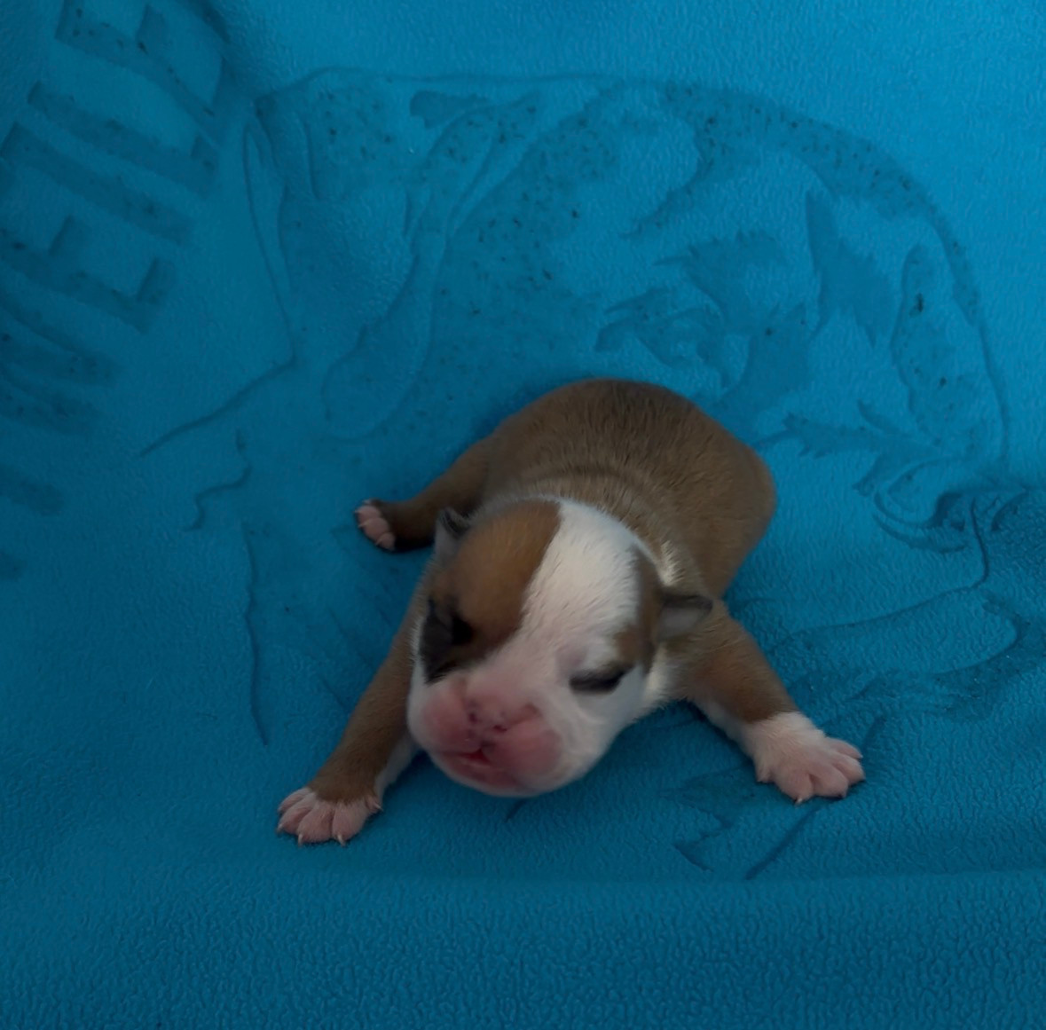 Des Praz D'Orépac - Chiots disponibles - Bulldog Anglais