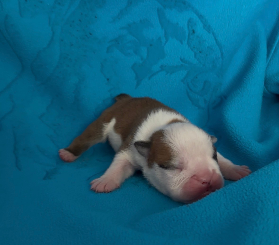Des Praz D'Orépac - Chiots disponibles - Bulldog Anglais