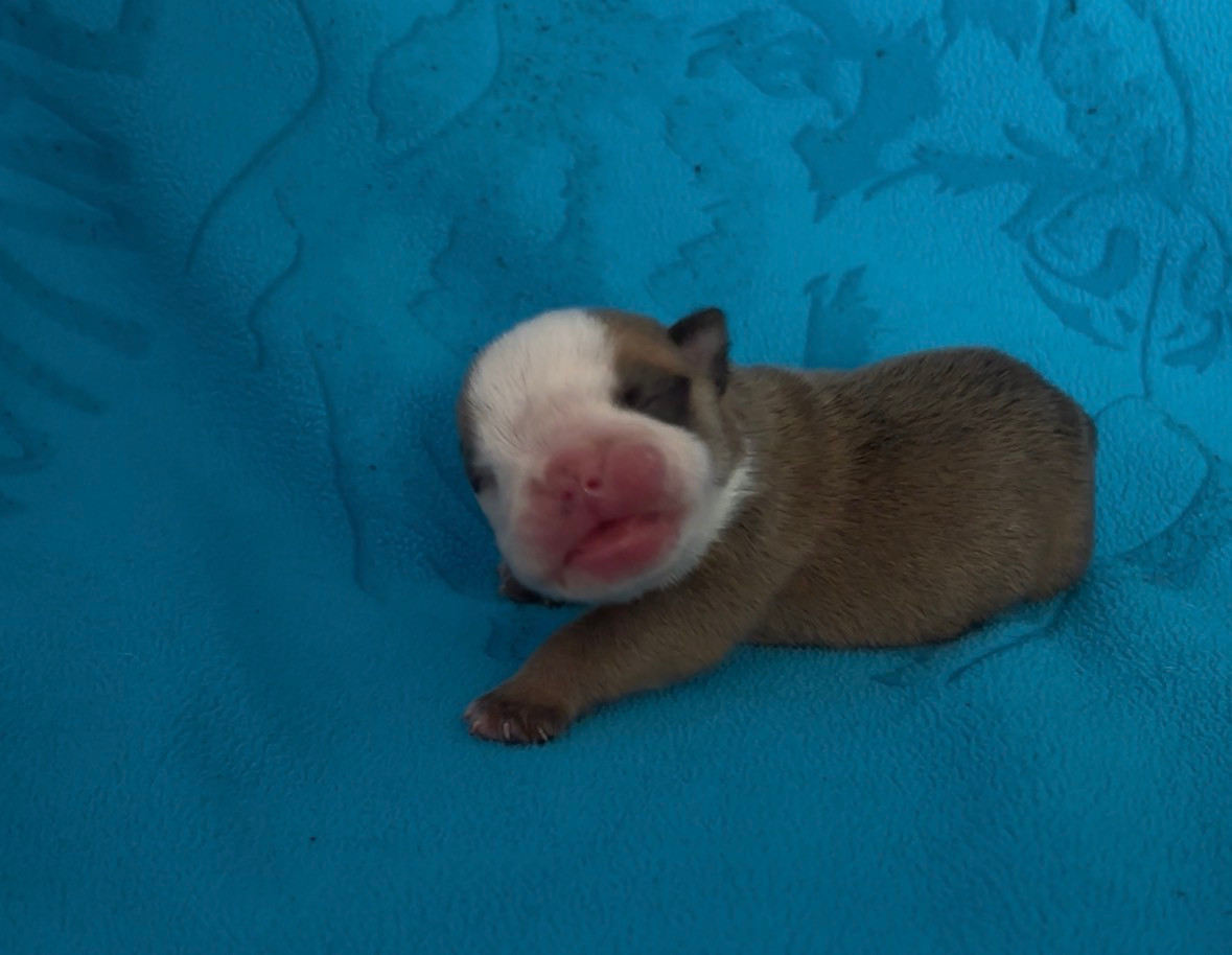 Des Praz D'Orépac - Chiots disponibles - Bulldog Anglais