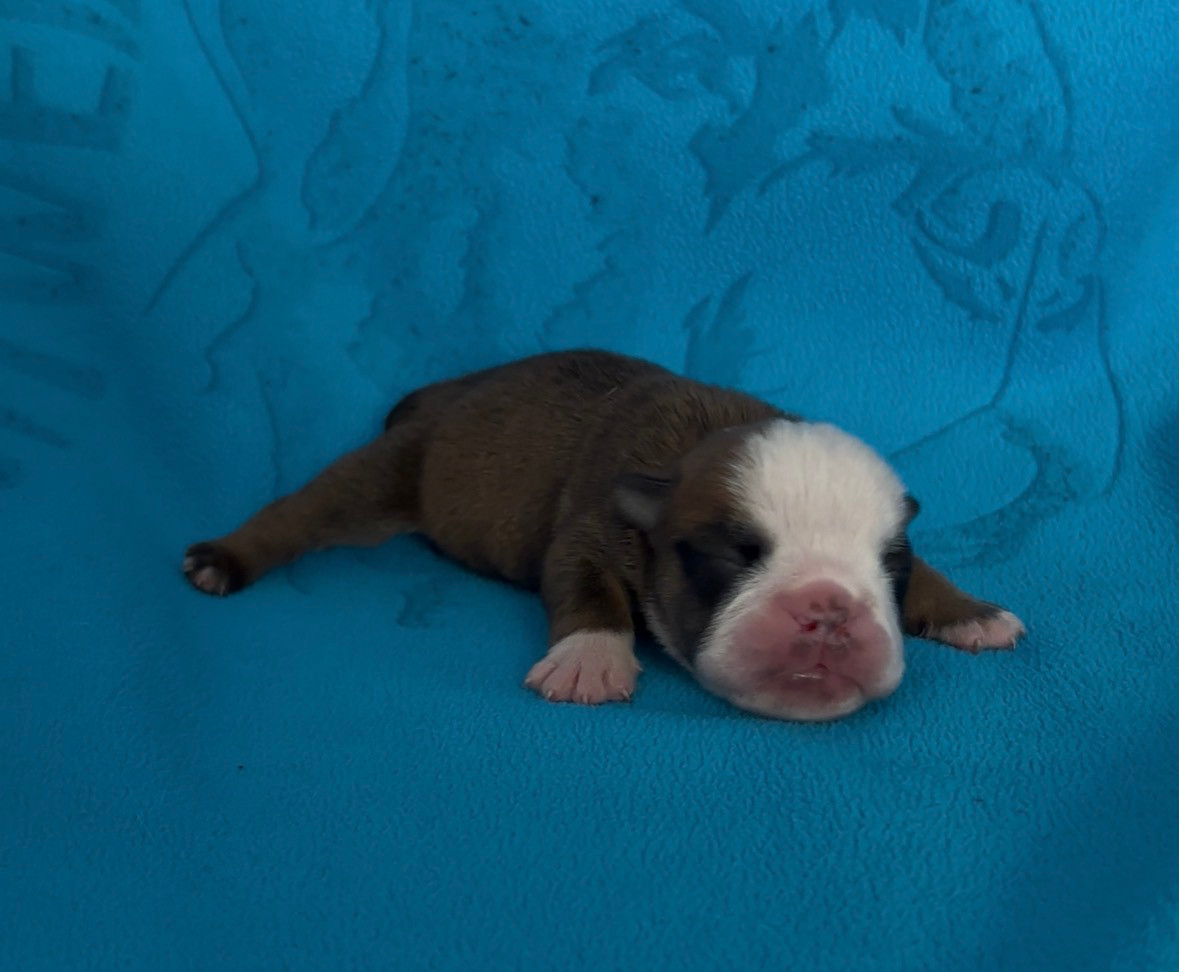 Des Praz D'Orépac - Chiots disponibles - Bulldog Anglais