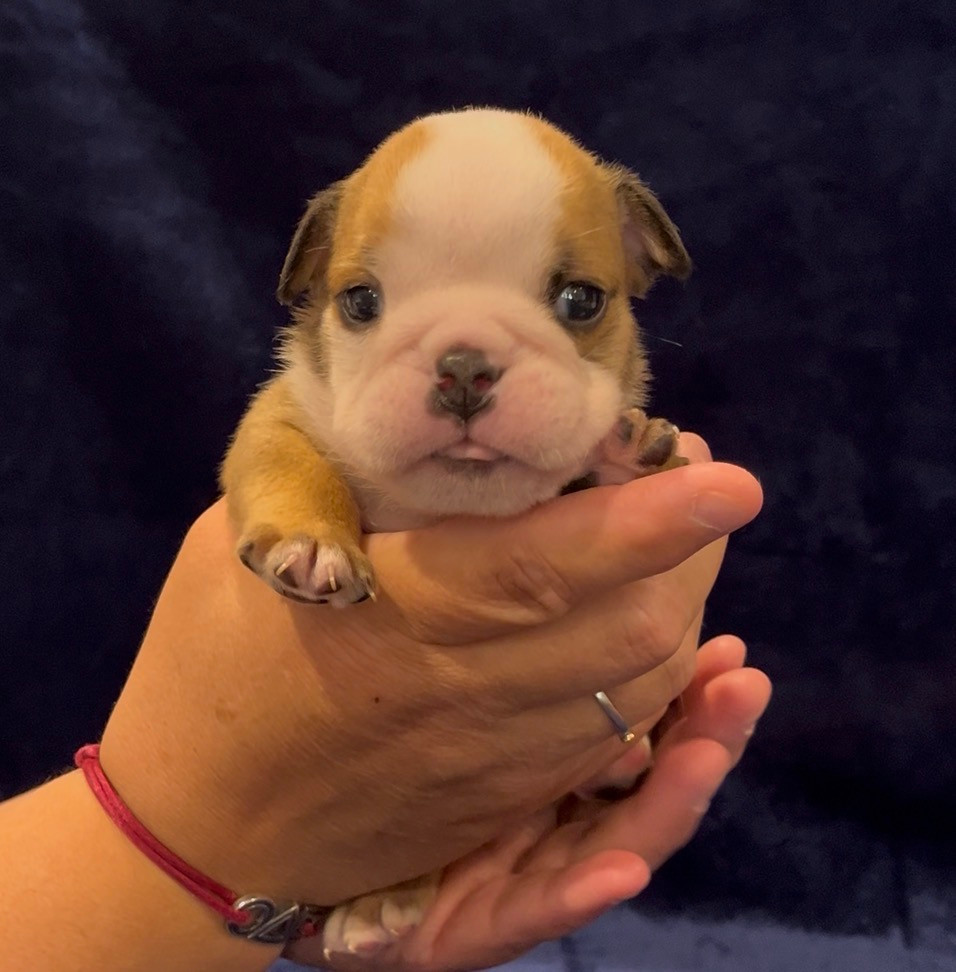 Des Praz D'Orépac - Chiots disponibles - Bulldog Anglais