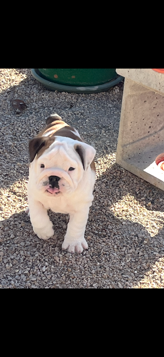 Des Praz D'Orépac - Chiots disponibles - Bulldog Anglais