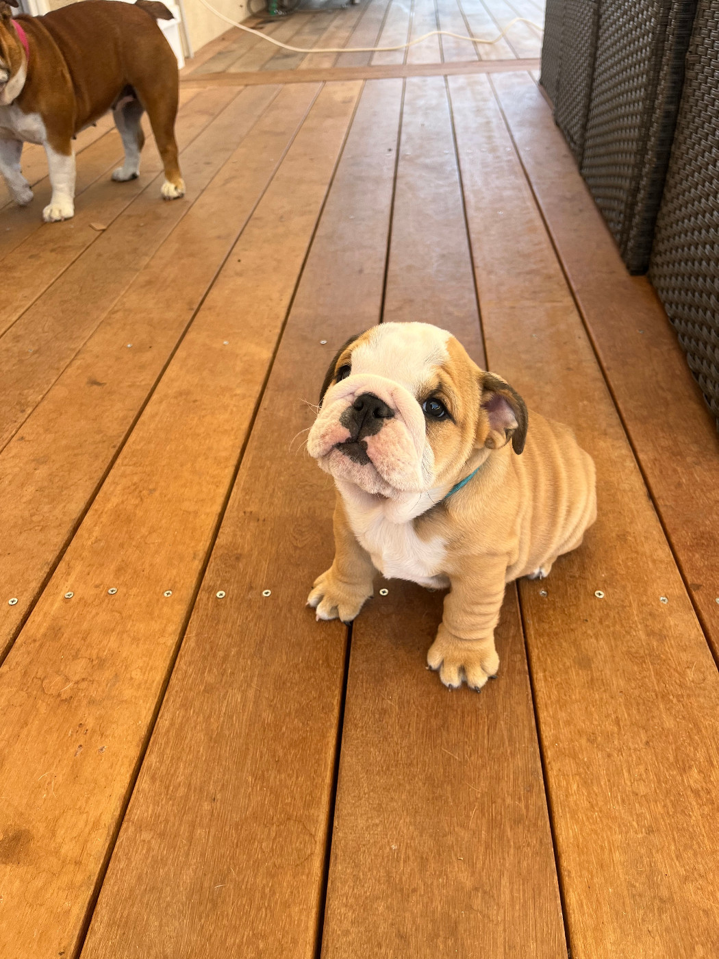 Des Praz D'Orépac - Chiots disponibles - Bulldog Anglais