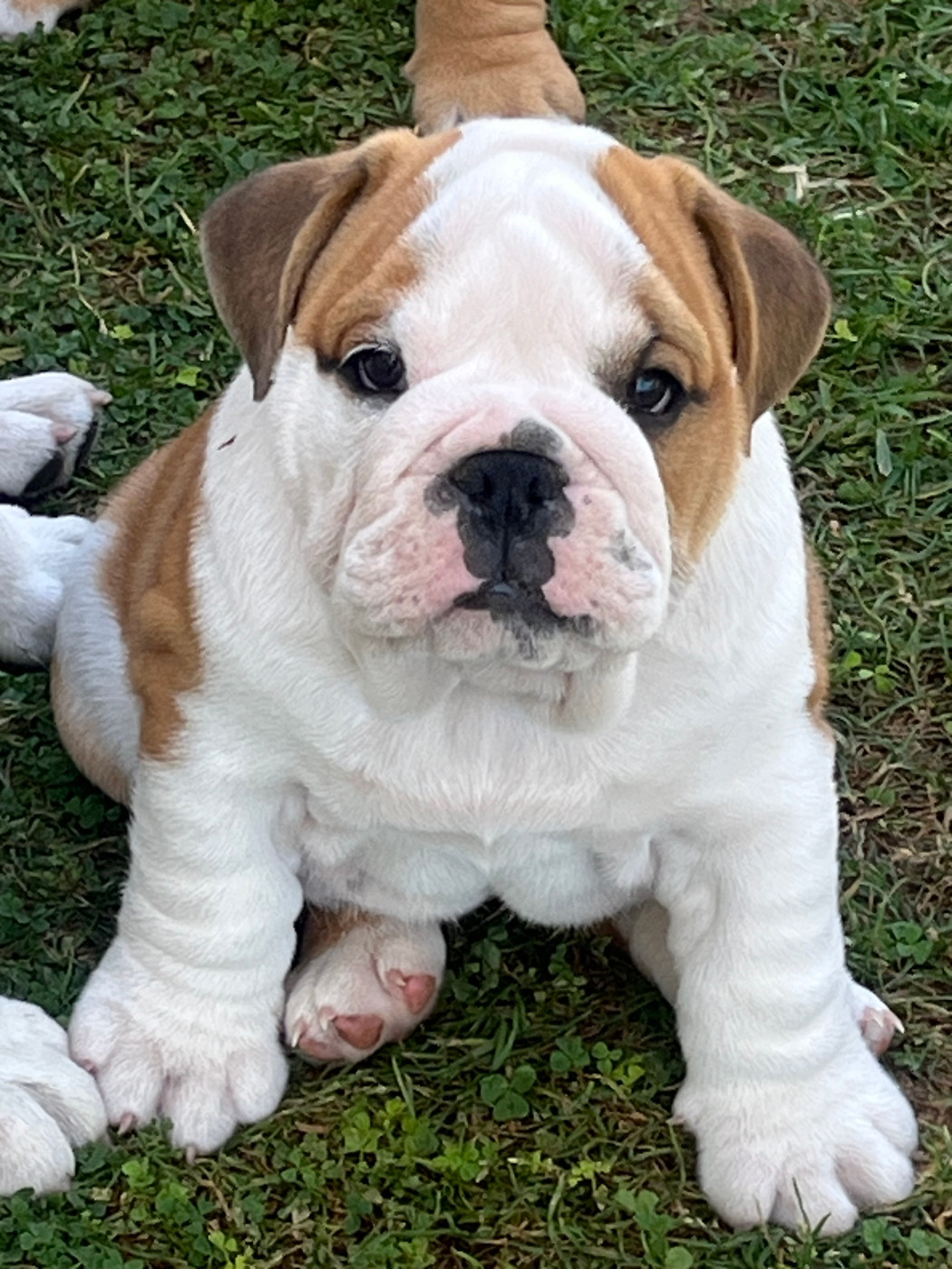 Des Praz D'Orépac - Chiots disponibles - Bulldog Anglais